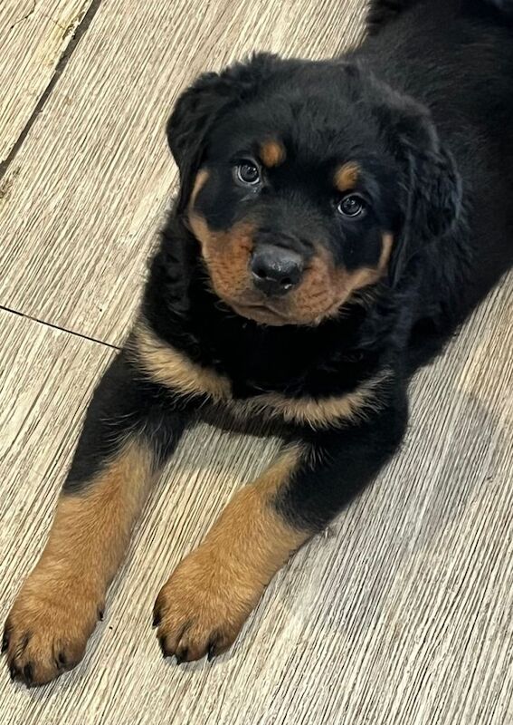 Rottweiler puppies - Image 3 of 3