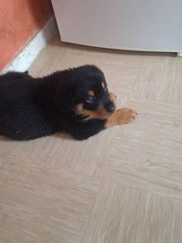 Kennel Club Registered Rottweiler Puppies For Sale