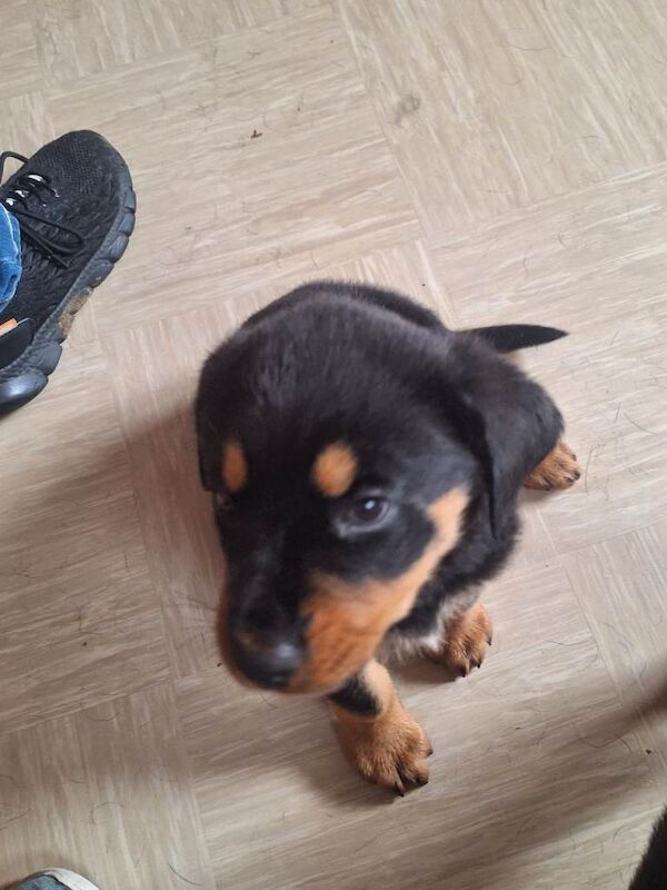 Rottweiler puppies - Image 2 of 5