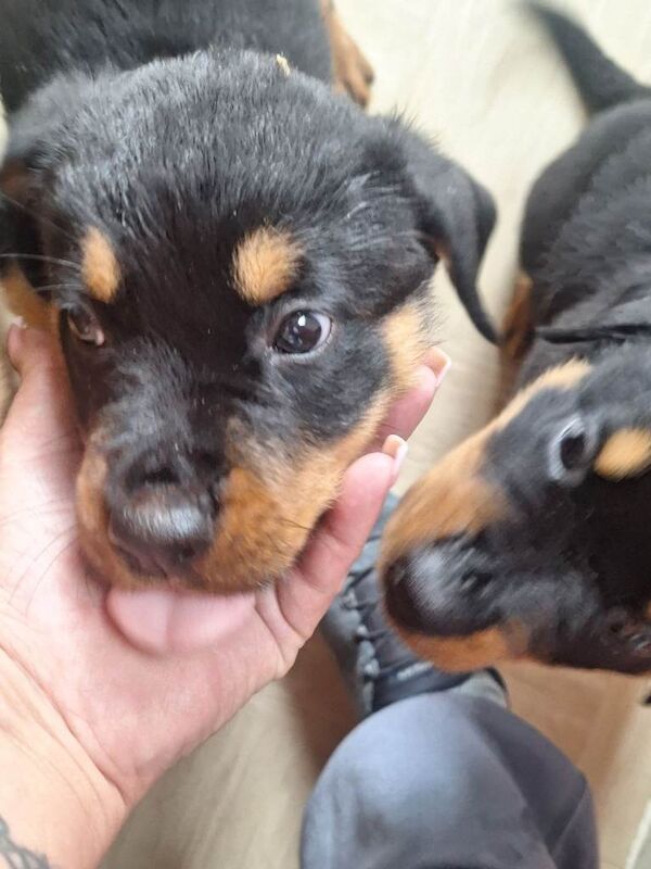 Rottweiler puppies - Image 3 of 5