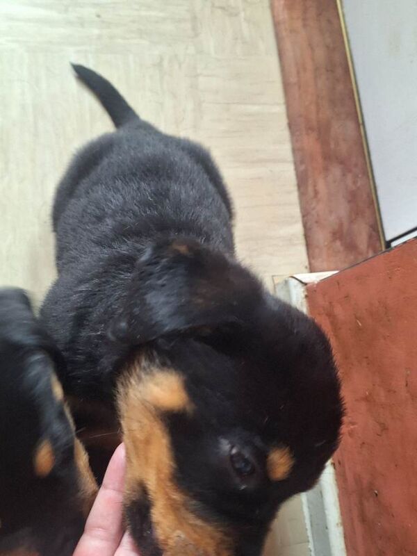 Rottweiler puppies - Image 4 of 5