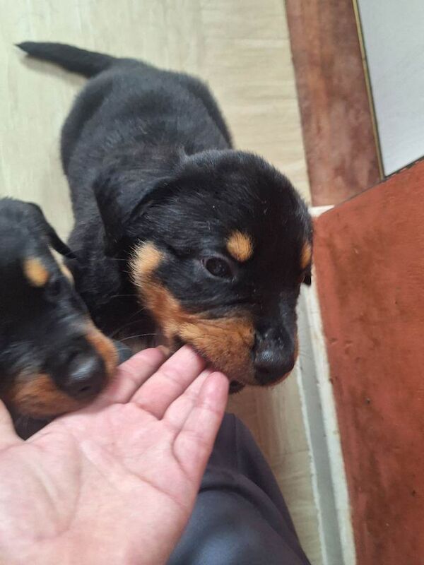 Rottweiler puppies - Image 5 of 5
