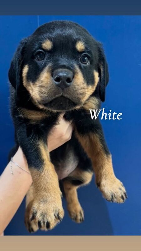 Rottweiler Puppies For Sale Under £1,000