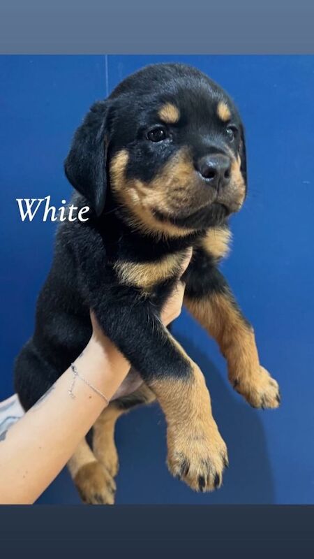 Rottweiler puppies - Image 2 of 6