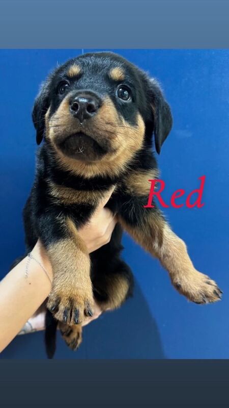 Rottweiler puppies - Image 3 of 6