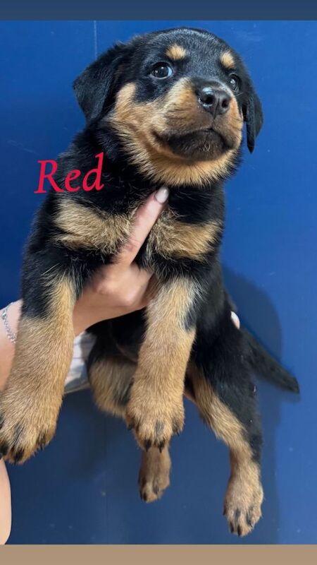 Rottweiler puppies - Image 4 of 6