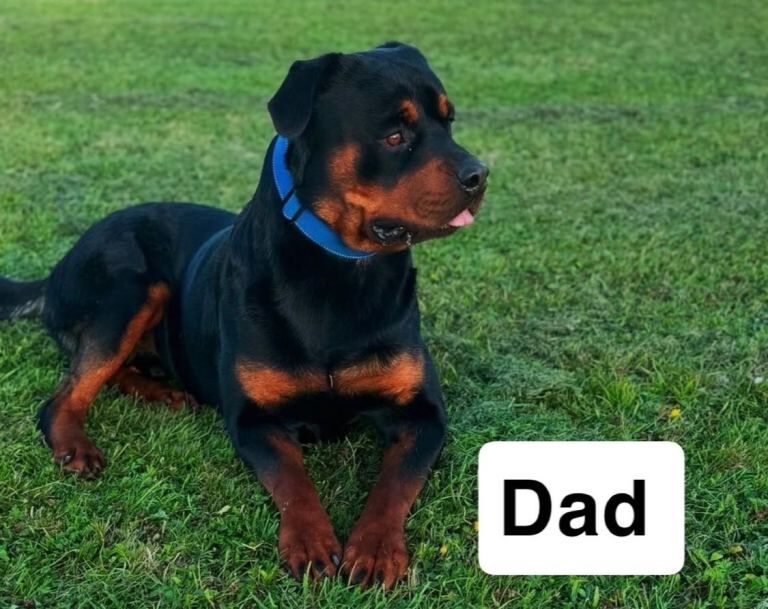 Rottweiler puppies - Image 5 of 6