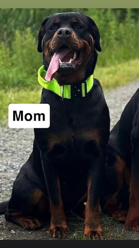 Rottweiler puppies - Image 6 of 6
