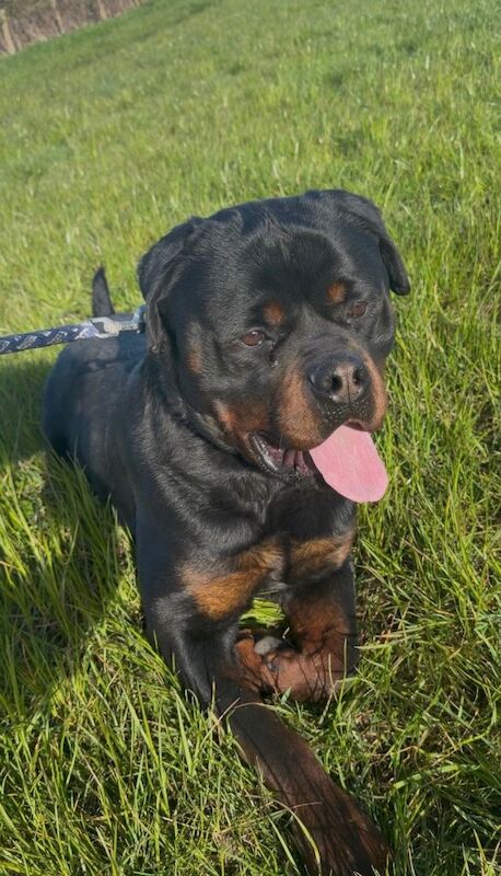 Rottweiler puppies