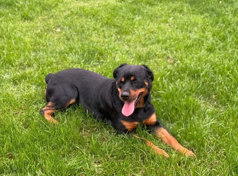 Rottweiler puppies - Image 2 of 4
