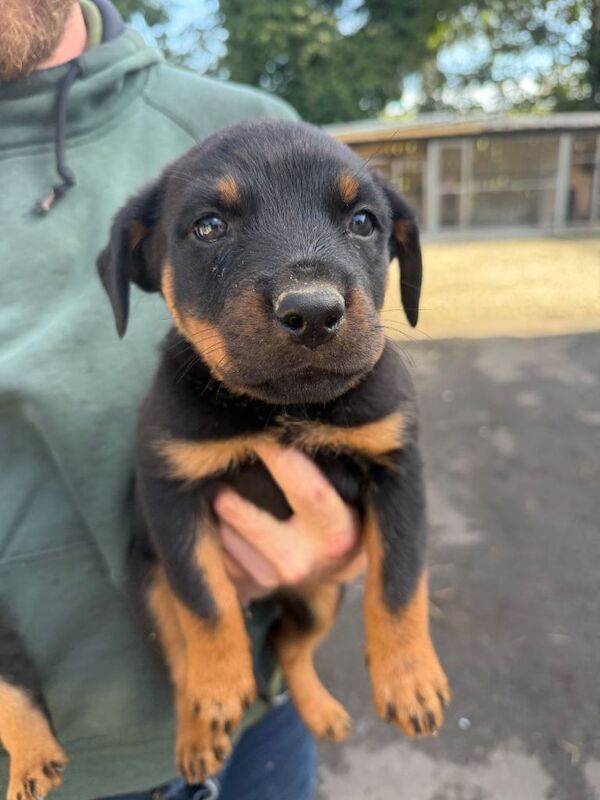 Rottweiler puppies - Image 3 of 4