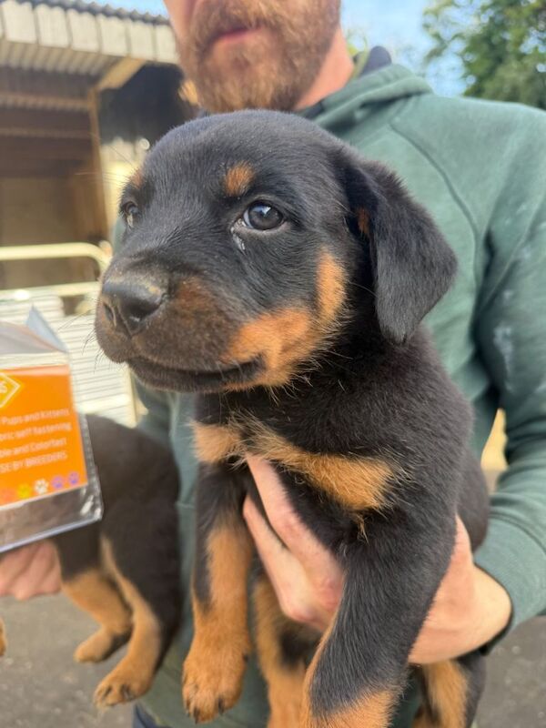 Rottweiler puppies - Image 4 of 4