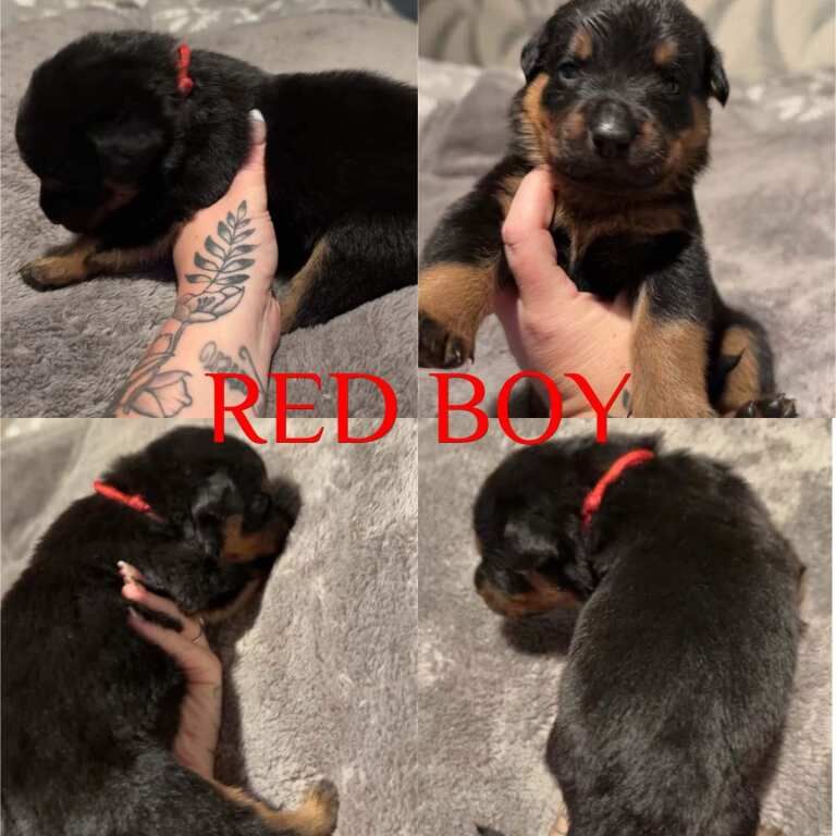 Rottweiler puppies