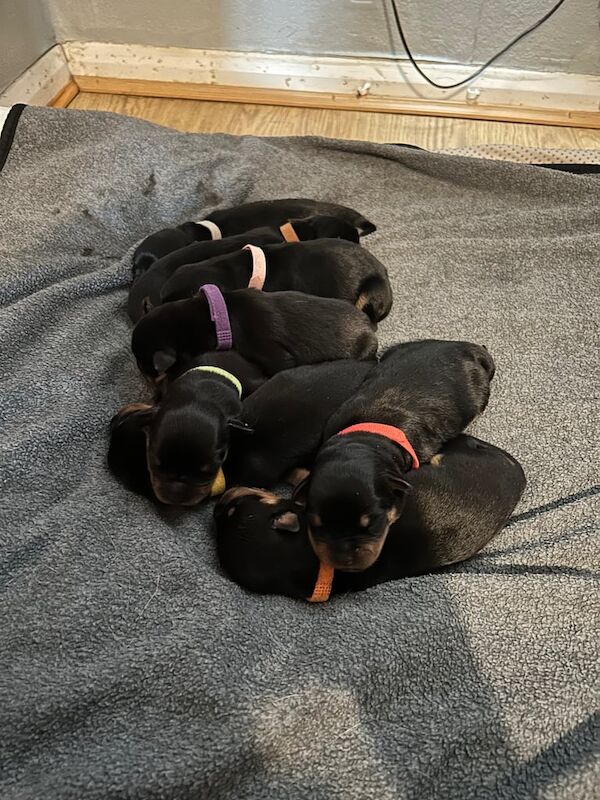 Rottweiler Puppies for Sale in Weston-super-Mare, Somerset