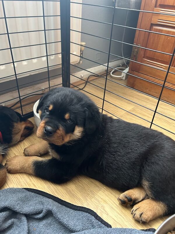 Rottweiler Puppies for Sale in Weston-super-Mare, Somerset | Image 2