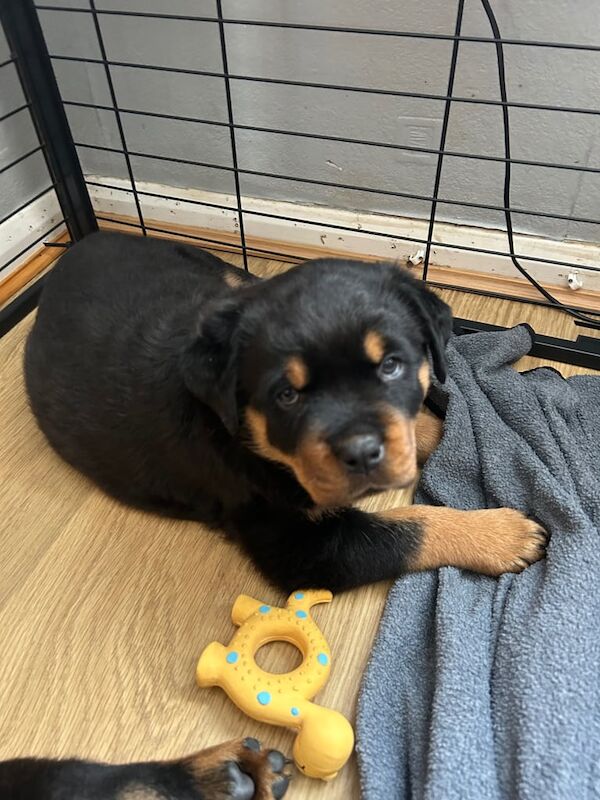 Rottweiler Puppies for Sale in Weston-super-Mare, Somerset | Image 3