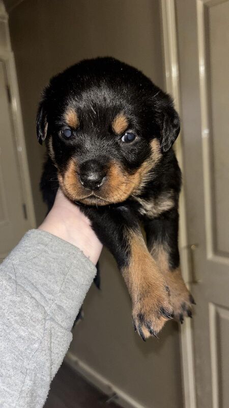 Rottweiler puppies for sale in Wembley, Brent, Greater London | Image 2