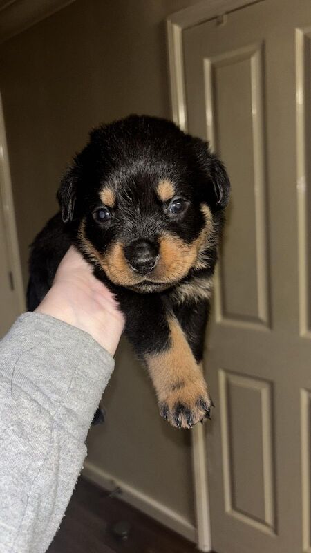Rottweiler puppies for sale in Wembley, Brent, Greater London | Image 3