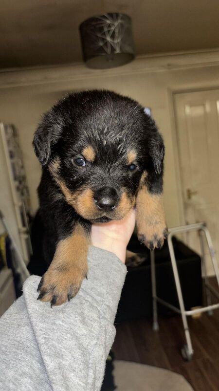 Rottweiler puppies for sale in Wembley, Brent, Greater London | Image 4