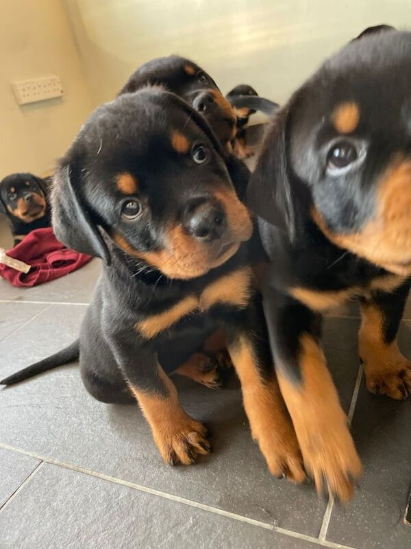 Rottweiler puppies for sale in Rhondda, Mid Glamorgan – 7 weeks old