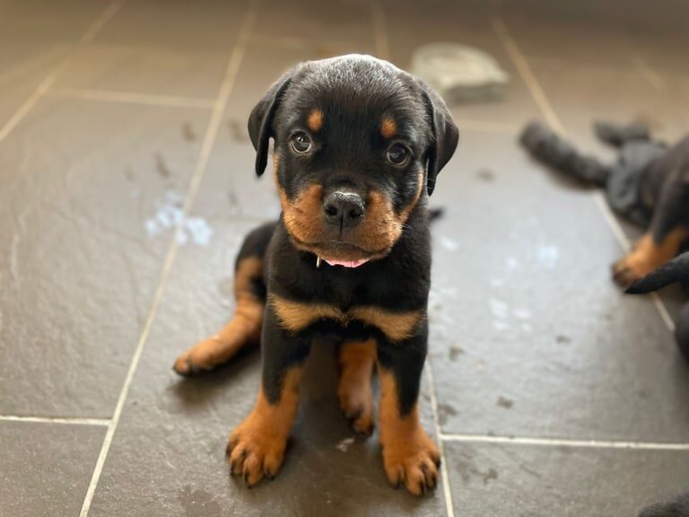Rottweiler puppies for sale in Rhondda, Mid Glamorgan – 7 weeks old - Image 2 of 3
