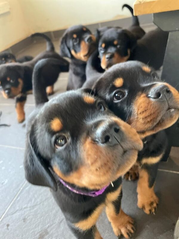 Rottweiler puppies for sale in Rhondda, Mid Glamorgan – 7 weeks old - Image 3 of 3