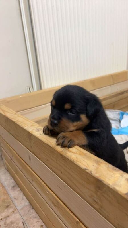 Rottweiler puppies for sale in Workington, Cumbria – 4 weeks old