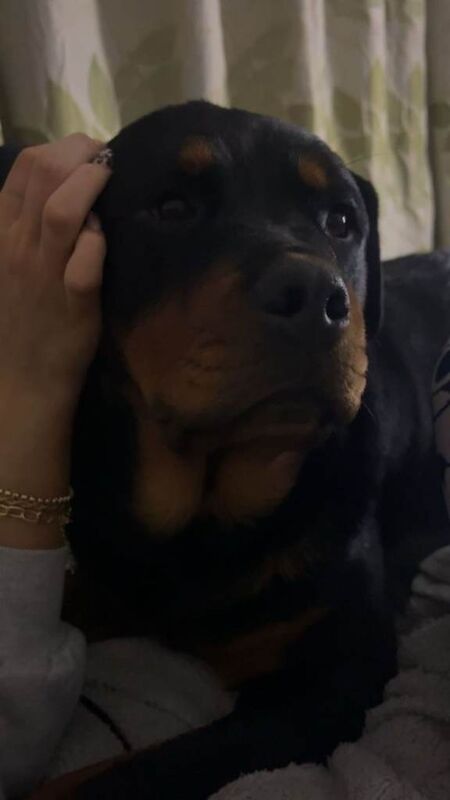 Rottweiler puppies for sale in Workington, Cumbria – 4 weeks old - Image 2 of 3