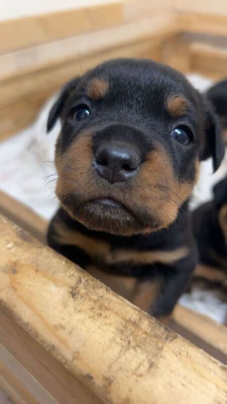 Rottweiler puppies for sale in Workington, Cumbria – 4 weeks old - Image 3 of 3