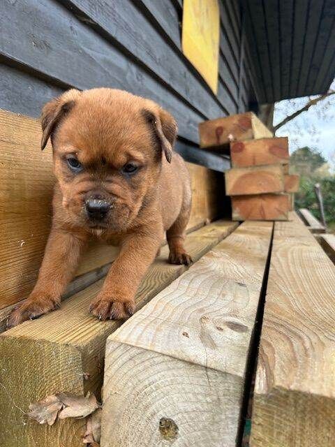 Rottweiler puppies for sale in Halesworth, Suffolk – 12 weeks old