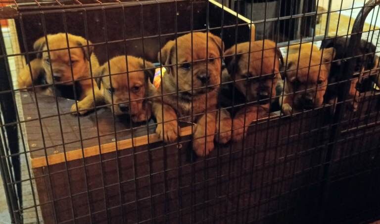 Rottweiler puppies for sale in Halesworth, Suffolk – 10 weeks old - Image 2 of 6