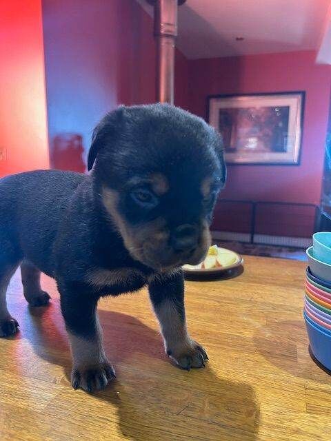 Rottweiler puppies for sale in Halesworth, Suffolk – 10 weeks old - Image 3 of 6