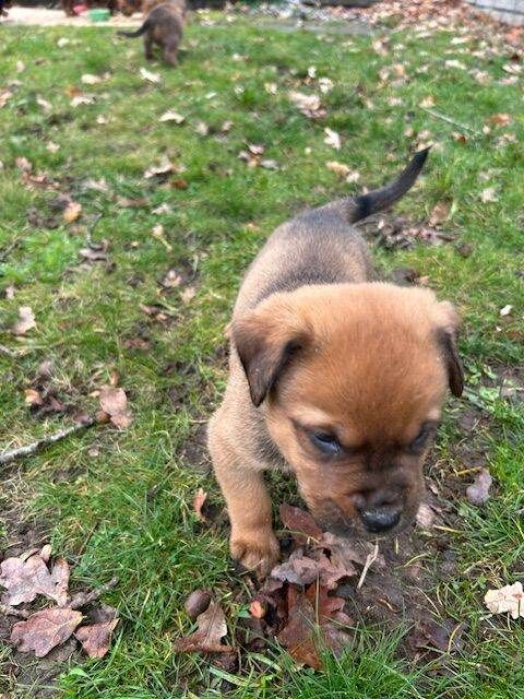 Rottweiler puppies for sale in Halesworth, Suffolk – 10 weeks old - Image 4 of 6