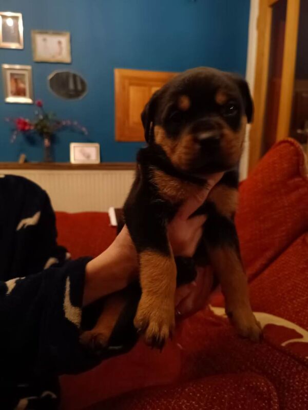 Rottweiler puppies for sale in Halesworth, Suffolk – 10 weeks old - Image 5 of 6