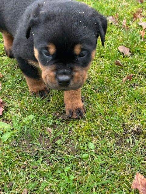 Rottweiler puppies for sale in Halesworth, Suffolk – 10 weeks old - Image 6 of 6