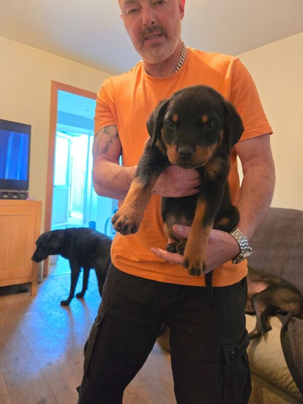 Rottweiler puppies for sale in Swindon, Wiltshire