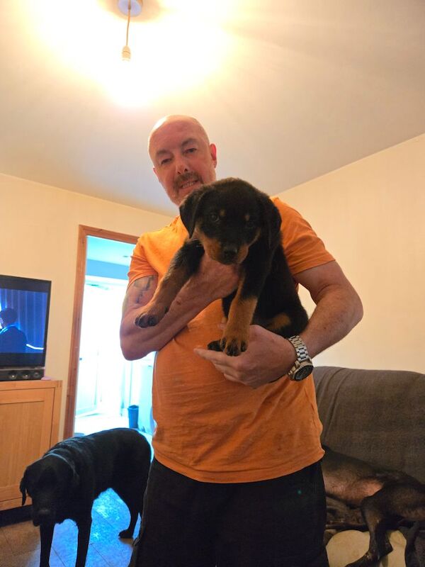 Rottweiler puppies for sale in Swindon, Wiltshire | Image 2