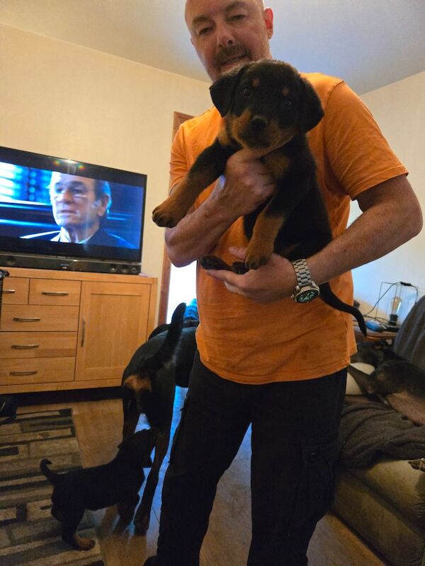 Rottweiler puppies for sale in Swindon, Wiltshire | Image 3