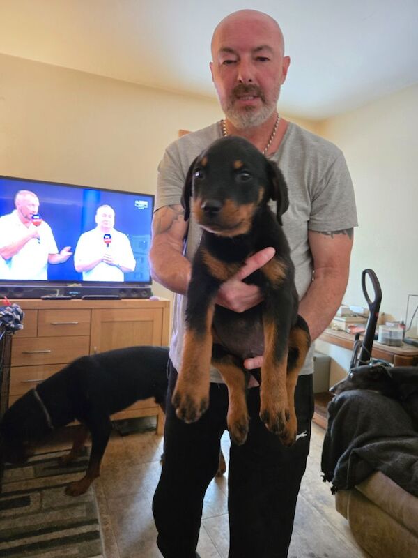 Rottweiler puppies for sale in Swindon, Wiltshire