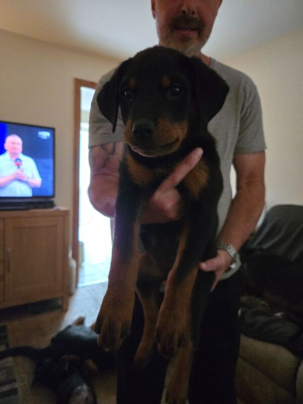 Rottweiler puppies for sale in Swindon, Wiltshire | Image 2