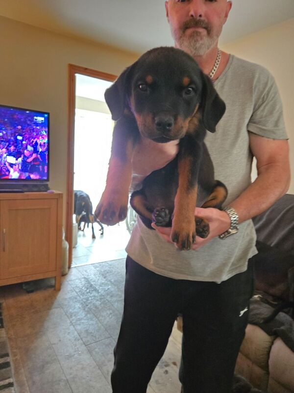 Rottweiler puppies for sale in Swindon, Wiltshire | Image 3
