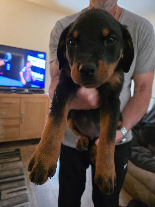 Rottweiler puppies for sale in Swindon, Wiltshire | Image 4