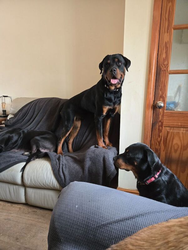 Rottweiler puppies for sale in Swindon, Wiltshire