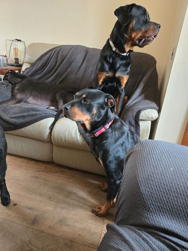 Rottweiler puppies for sale in Swindon, Wiltshire | Image 2
