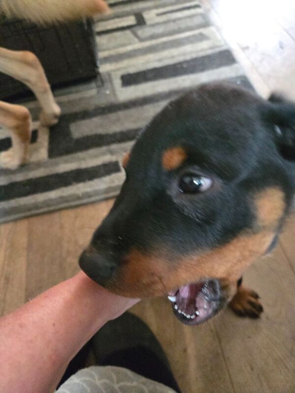 Rottweiler puppies for sale in Swindon, Wiltshire | Image 3