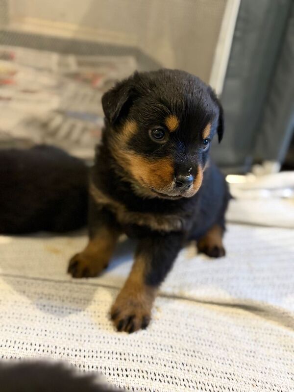 Rottweiler Puppies For Sale