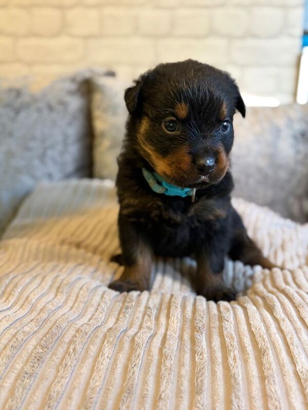Rottweiler Puppies for sale! Available 5th April - Image 2 of 4