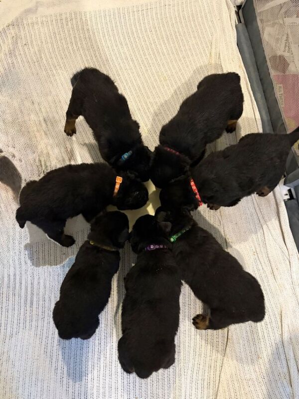 Rottweiler Puppies for sale! Available 5th April - Image 3 of 4