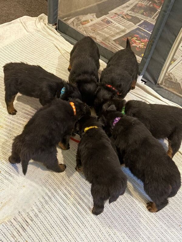 Rottweiler Puppies for sale! Available 5th April - Image 4 of 4