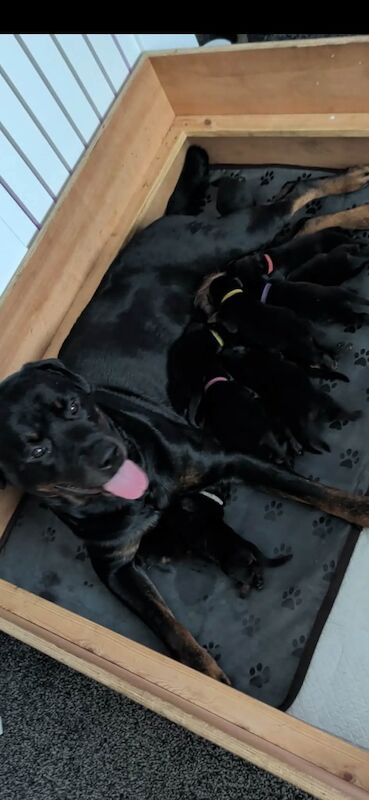 Rottweiler puppies full KC registered